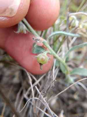 Shaggy dwarf morning-glory(Evolvulus nuttallianus)