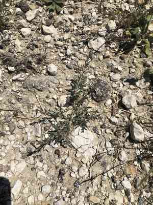 Shaggy dwarf morning-glory(Evolvulus nuttallianus)