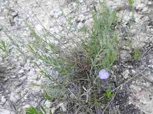 Shaggy dwarf morning-glory(Evolvulus nuttallianus)