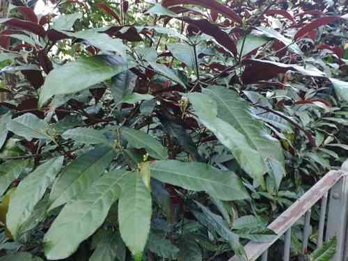 Blindness tree(Excoecaria cochinchinensis)