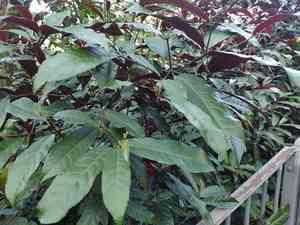 Blindness tree(Excoecaria cochinchinensis)