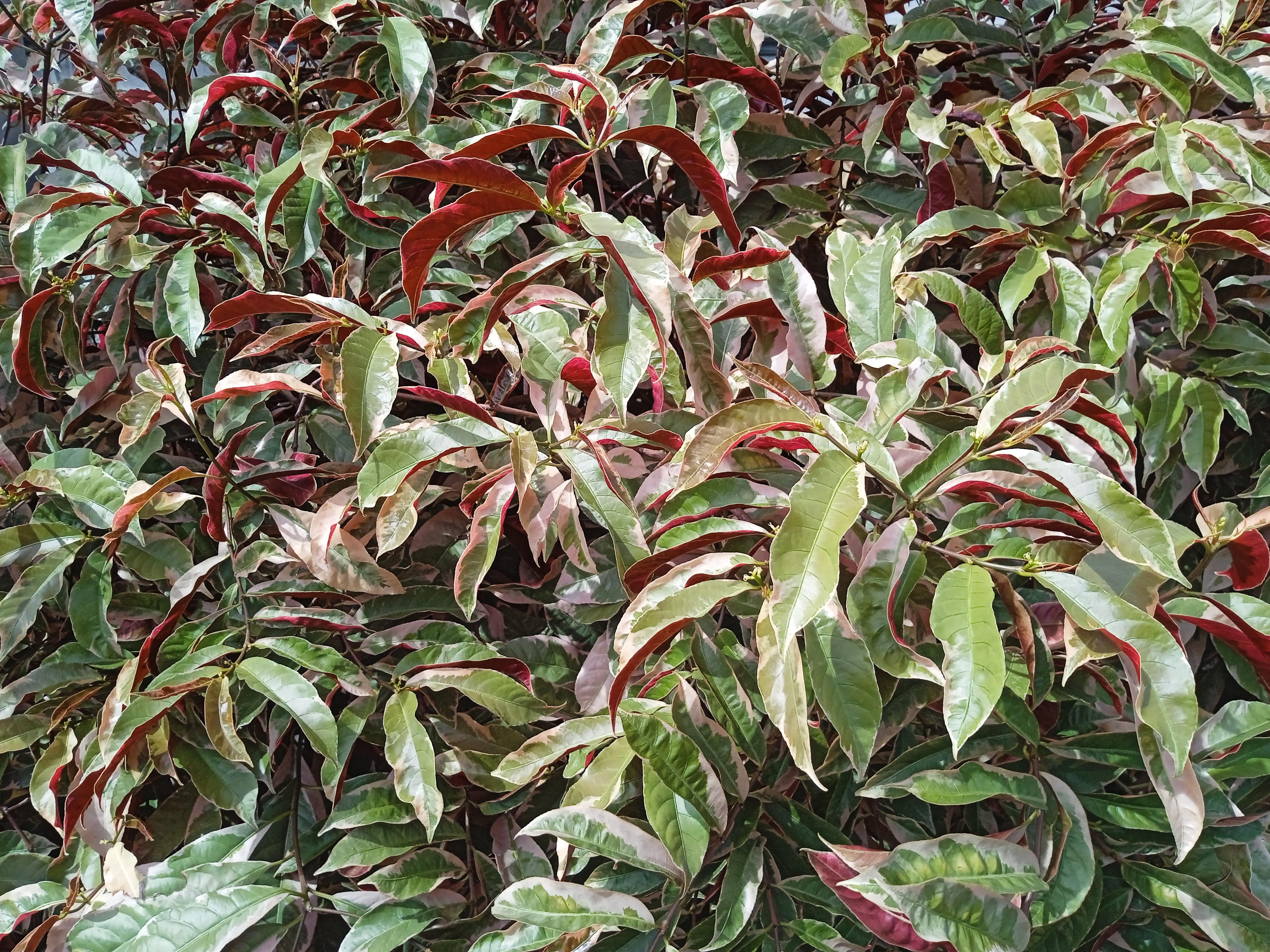Blindness tree