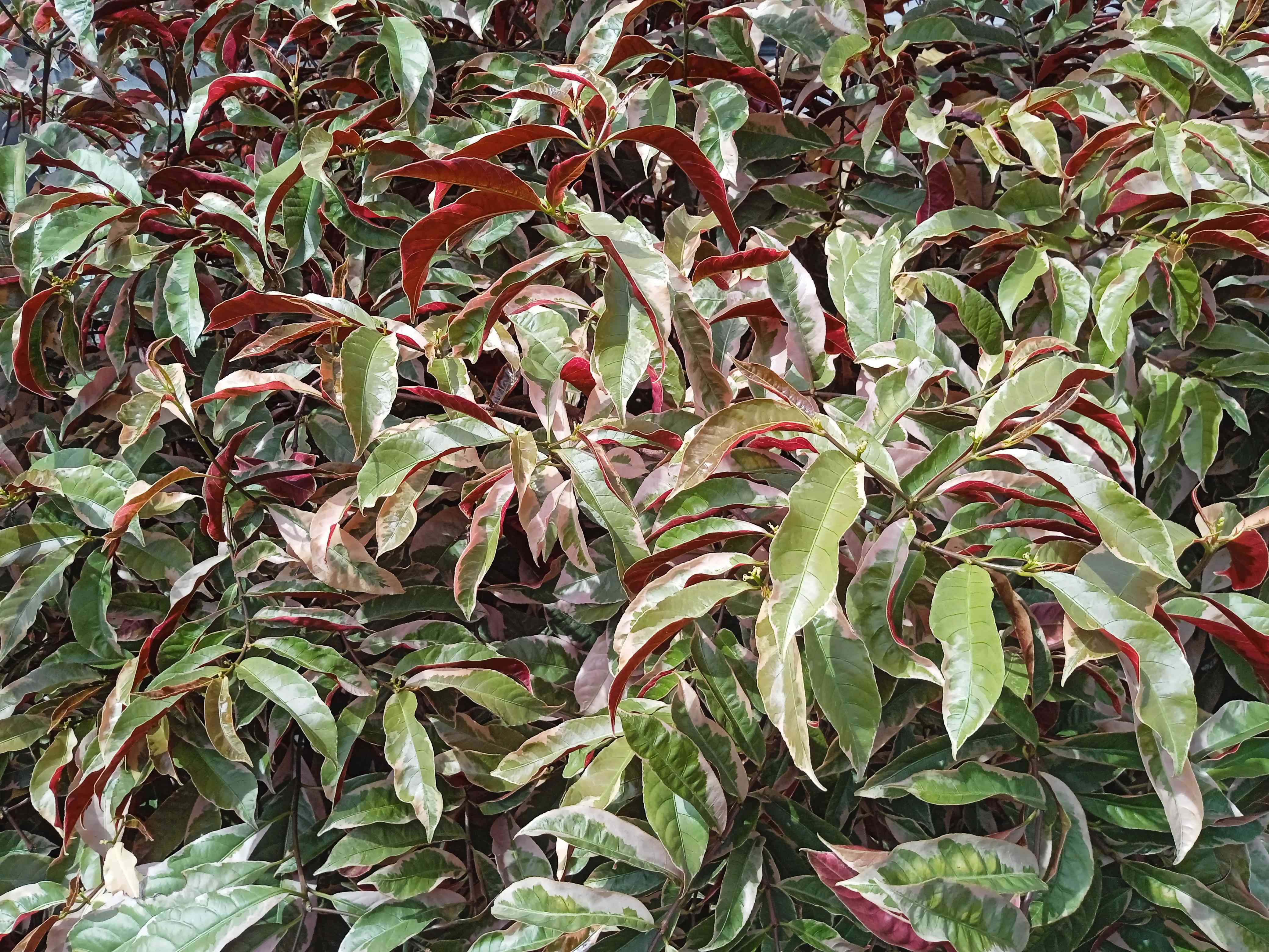 Blindness tree(Excoecaria cochinchinensis)