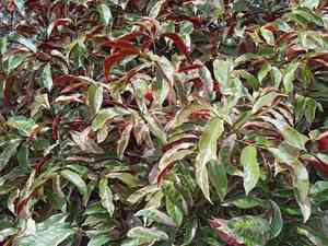 Blindness tree(Excoecaria cochinchinensis)