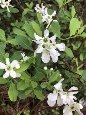 Common pearlbrush(Exochorda racemosa)