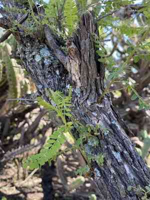 Mexican kidneywood(Eysenhardtia polystachya)