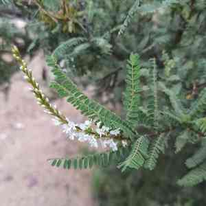 Mexican kidneywood(Eysenhardtia polystachya)