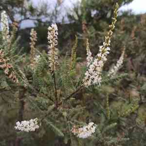 Mexican kidneywood(Eysenhardtia polystachya)