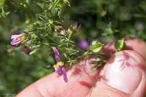 California fagonbush(Fagonia laevis)