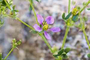 California fagonbush(Fagonia laevis)