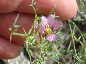 California fagonbush(Fagonia laevis)