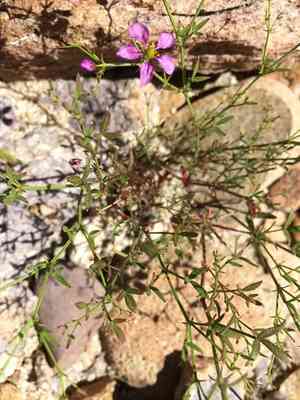 California fagonbush(Fagonia laevis)