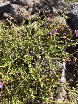Sticky fagonbush(Fagonia pachyacantha)