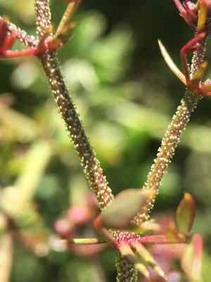 Sticky fagonbush(Fagonia pachyacantha)
