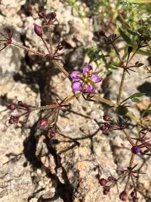 Sticky fagonbush(Fagonia pachyacantha)