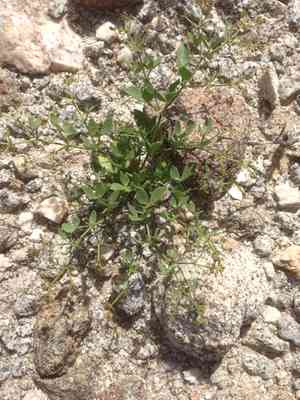 Sticky fagonbush(Fagonia pachyacantha)