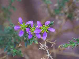 Fagonbushes (Fagonia)(Fagonia)