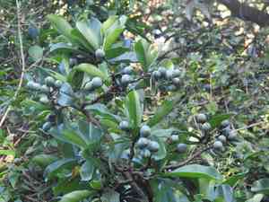 Perfume flower tree(Fagraea ceilanica)