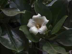 Perfume flower tree(Fagraea ceilanica)