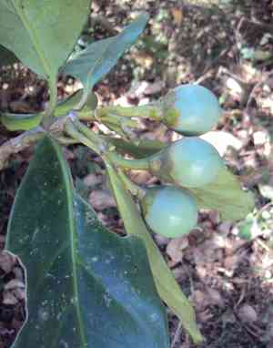 Perfume flower tree(Fagraea ceilanica)