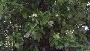 Perfume flower tree(Fagraea ceilanica)