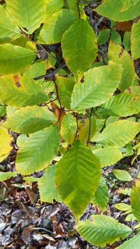 American beech(Fagus grandifolia)