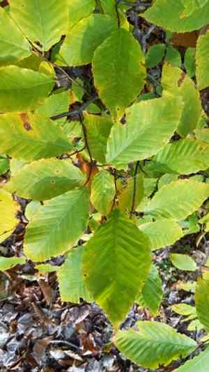 American beech(Fagus grandifolia)