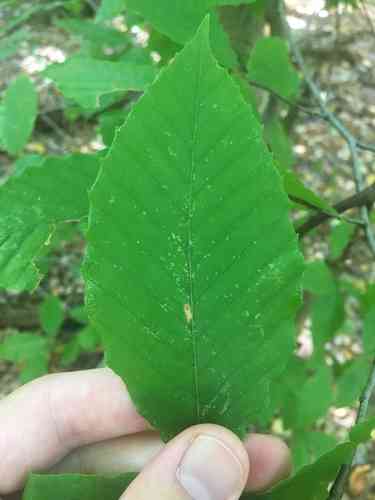 American beech(Fagus grandifolia)