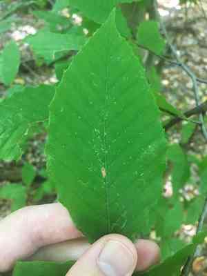 American beech(Fagus grandifolia)