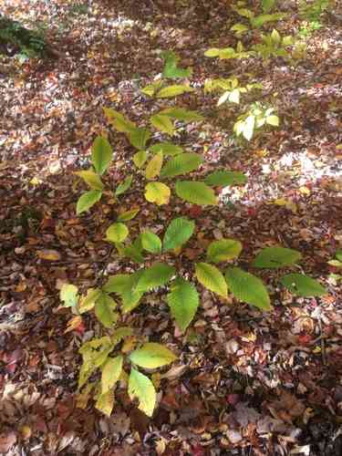 American beech(Fagus grandifolia)