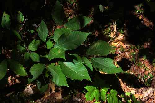 American beech(Fagus grandifolia)