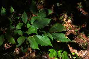 American beech(Fagus grandifolia)