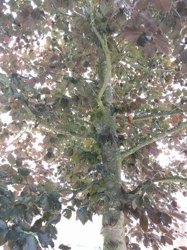 European beech
