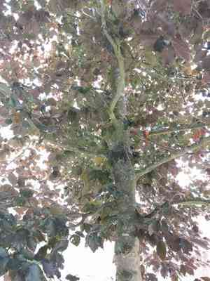 European beech(Fagus sylvatica)