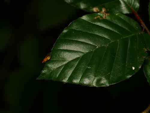 European beech(Fagus sylvatica)