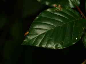 European beech(Fagus sylvatica)