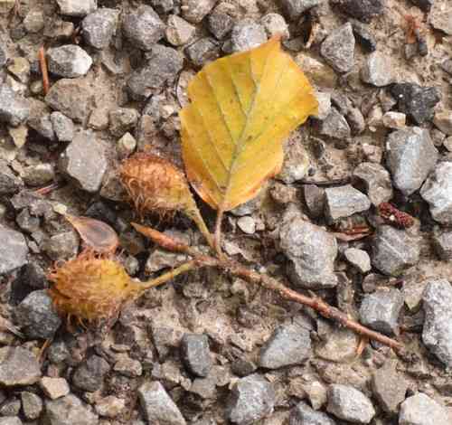 European beech(Fagus sylvatica)