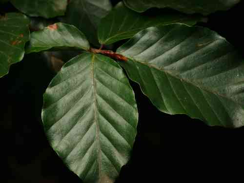 European beech(Fagus sylvatica)