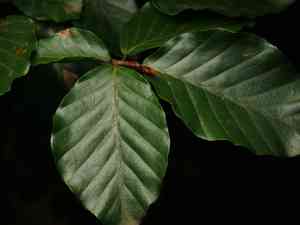 European beech(Fagus sylvatica)