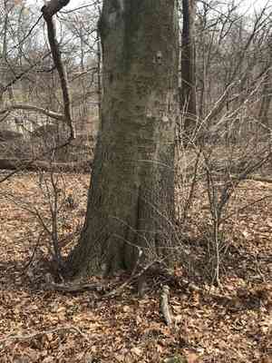 Beeches (Fagus)(Fagus)