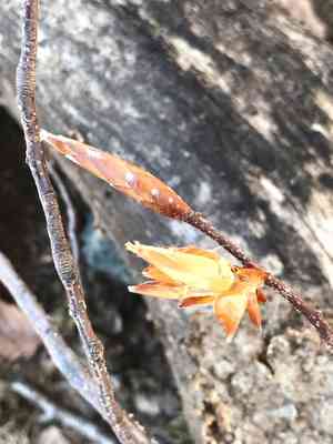 Beeches (Fagus)(Fagus)