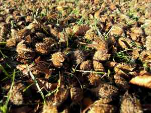 Beeches (Fagus)(Fagus)