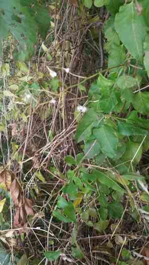 Bukhara fleeceflower(Fallopia baldschuanica)