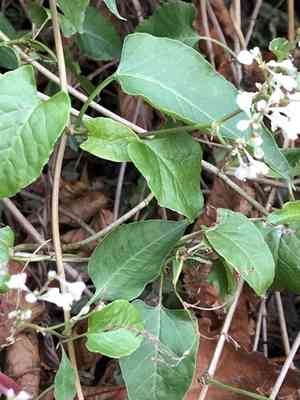 Bukhara fleeceflower(Fallopia baldschuanica)