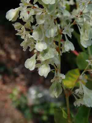 Bukhara fleeceflower(Fallopia baldschuanica)