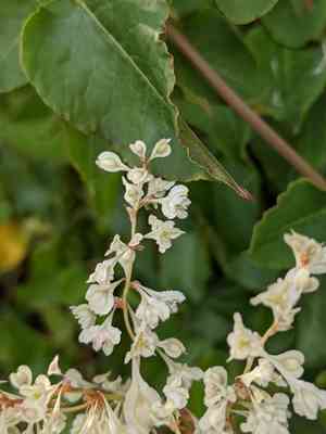 Bukhara fleeceflower(Fallopia baldschuanica)