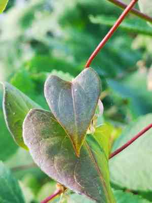 Copse Bindweed(Fallopia dumetorum)