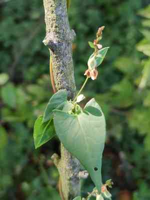 Copse Bindweed(Fallopia dumetorum)