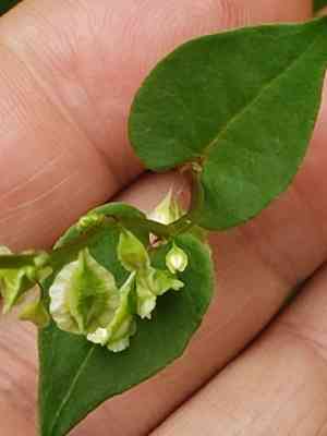 Climbing false buckwheat(Fallopia scandens)