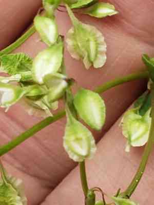Climbing false buckwheat(Fallopia scandens)